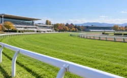 秋晴れの競馬場の芝コースと内ラチ