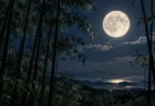 満月の夜空と竹林のシルエット