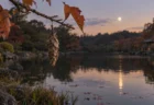 夕暮れの池のほとりで、秋の木の枝からミノムシがぶら下がり、水面に月が映る風景のイメージ