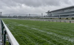 曇り空の下、雨に濡れた競馬場の芝コースとスタンド