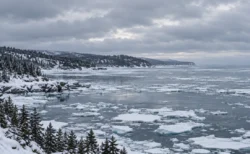 流氷が浮かぶ冬の北の海と雪の針葉樹林