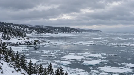 流氷が浮かぶ冬の北の海と雪の針葉樹林