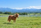 牧場の柵の向こうでくつろぐ小柄なポニー