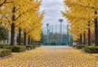 黄色く色づいたイチョウ並木の先に見える大学野球場のバックネット