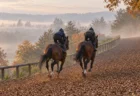 秋の朝もやの中、トレーニングセンターの坂路を駆け上がる2頭の鹿毛の競走馬