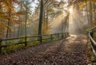 秋の朝、霧と朝日が差し込む林の中のゆるやかな上り坂の走路