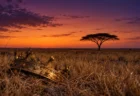 夕暮れのサバンナに立つ一本のアカシアの木と、枯れ草の上に置かれた古い王冠