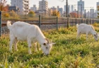 線路脇の柵沿いの草地で草を食べる白いヤギ2頭