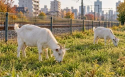 線路脇の柵沿いの草地で草を食べる白いヤギ2頭